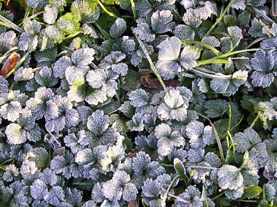 frosted-speedwell