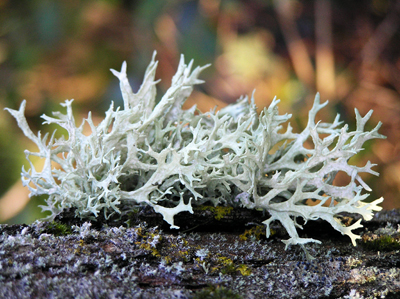 hoary-lichen