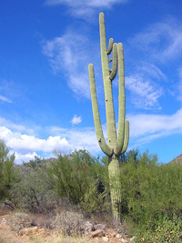Saguaro - Carnegiea gigantea in the Arizona Desert