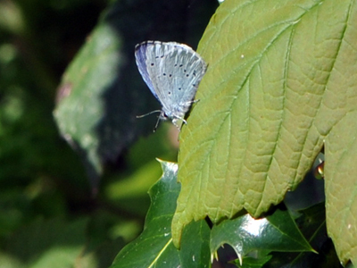 blue-butterfly-01