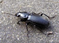 black-ground-beetle