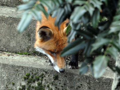 fox-in-waiting