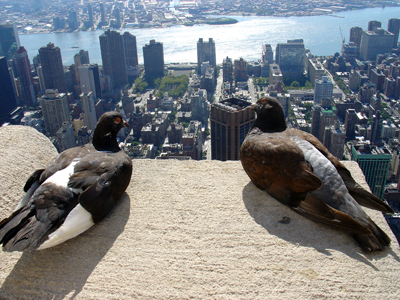 pigeons-new-york