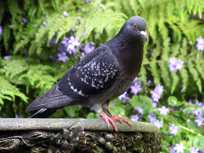 july 2013 pigeon 1