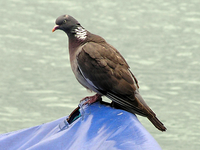 weymouth-pigeon-01