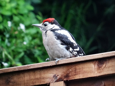 100615-woodpecker-03