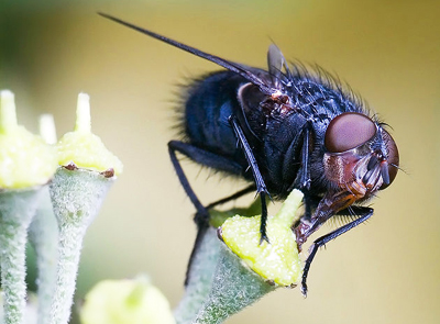 bluebottle-fly