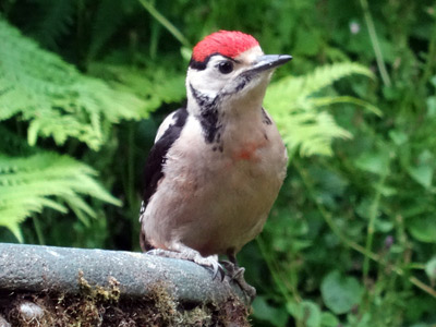 100615-woodpecker-05