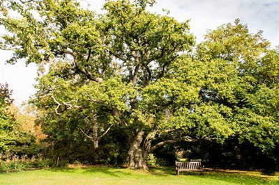 centenary-oak