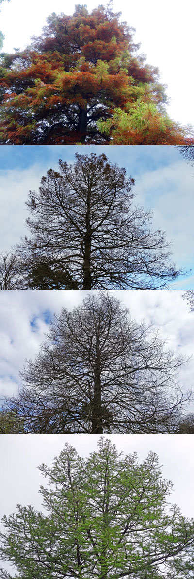 cypress-seasons
