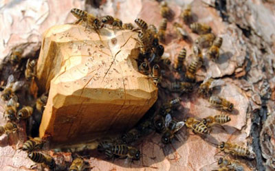tree-beekeeping