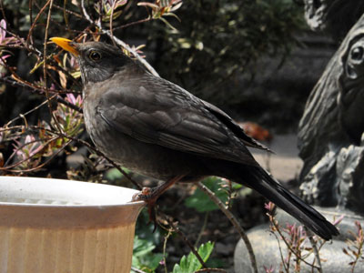 blackbird-apr11-male