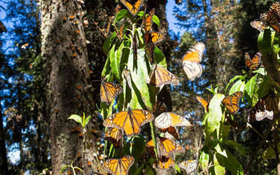 monarch-habitat