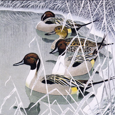 museums-pintails
