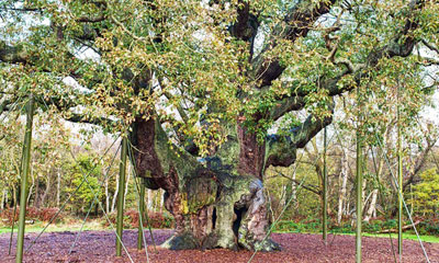 sherwood-oak
