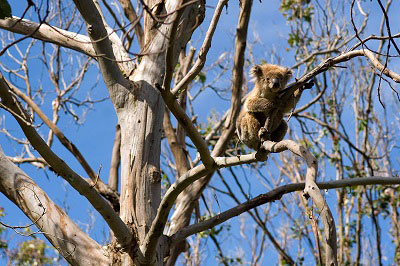 fox-koala