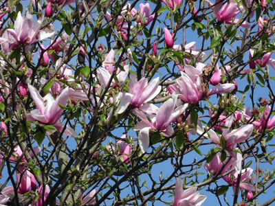magnolia-april