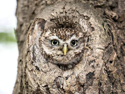 tree-owl