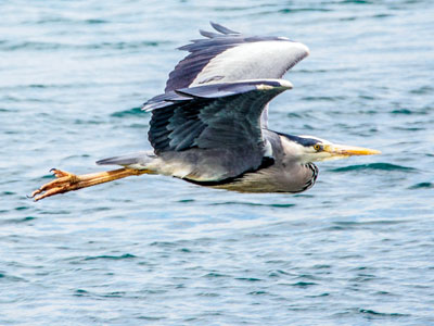 heron-flight